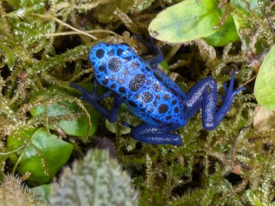 Azureus