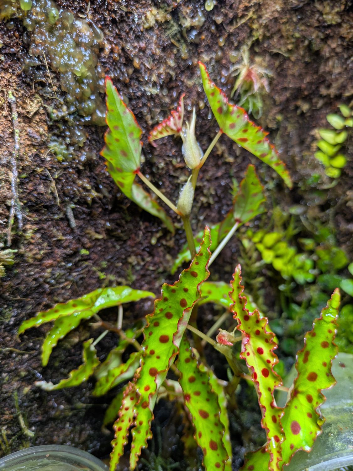 Begonia amphioxus