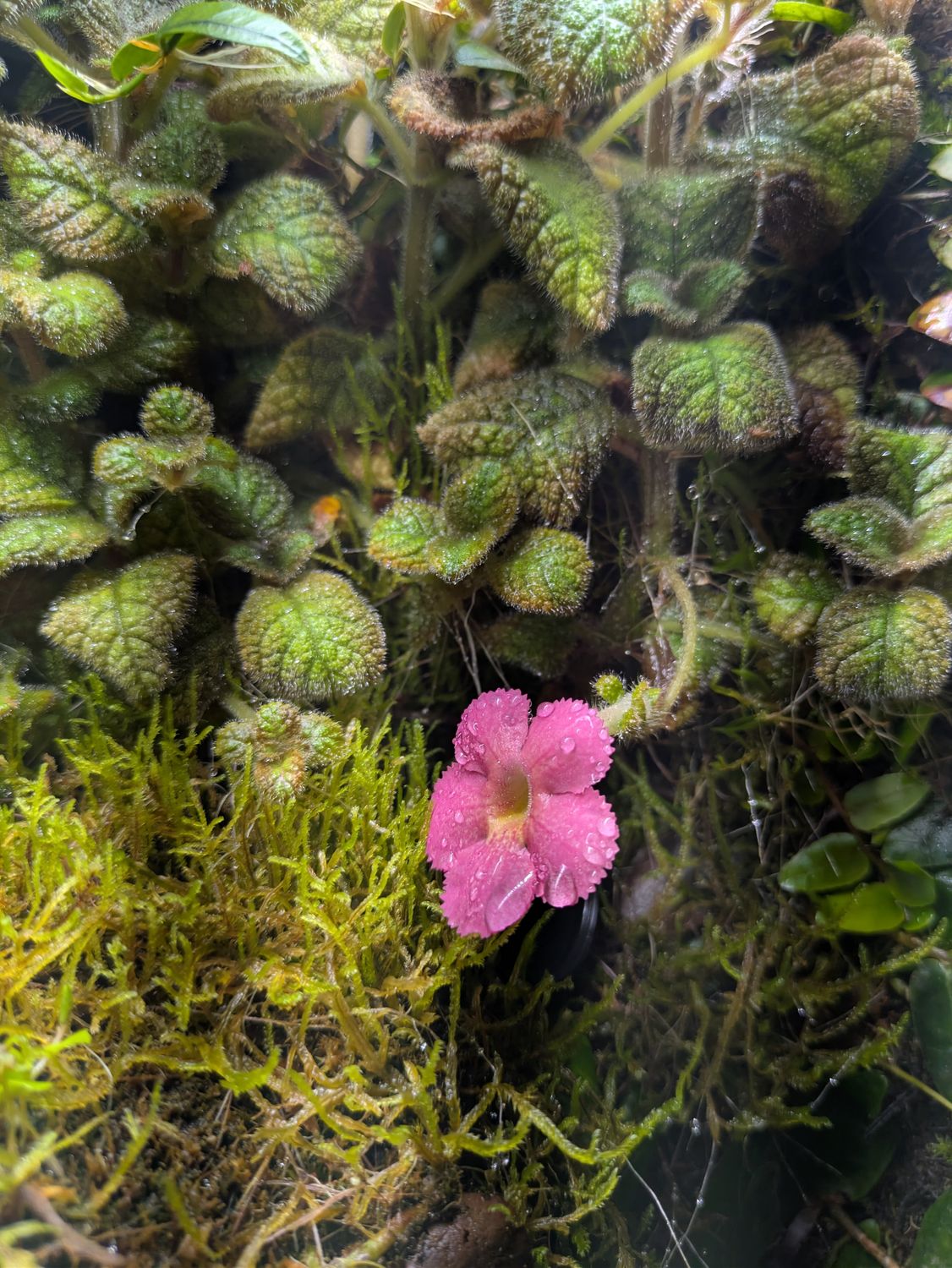 Episcia cupreata or Flame Violet 'Brazil'