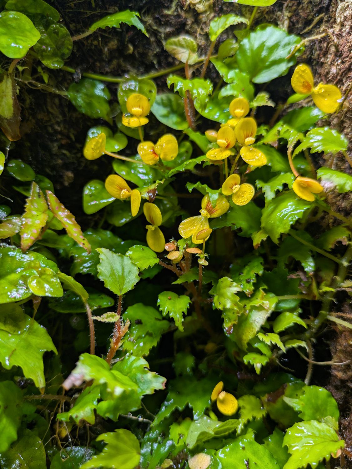 Begonia Prismatocarpa