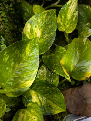 Marble Queen Pothos