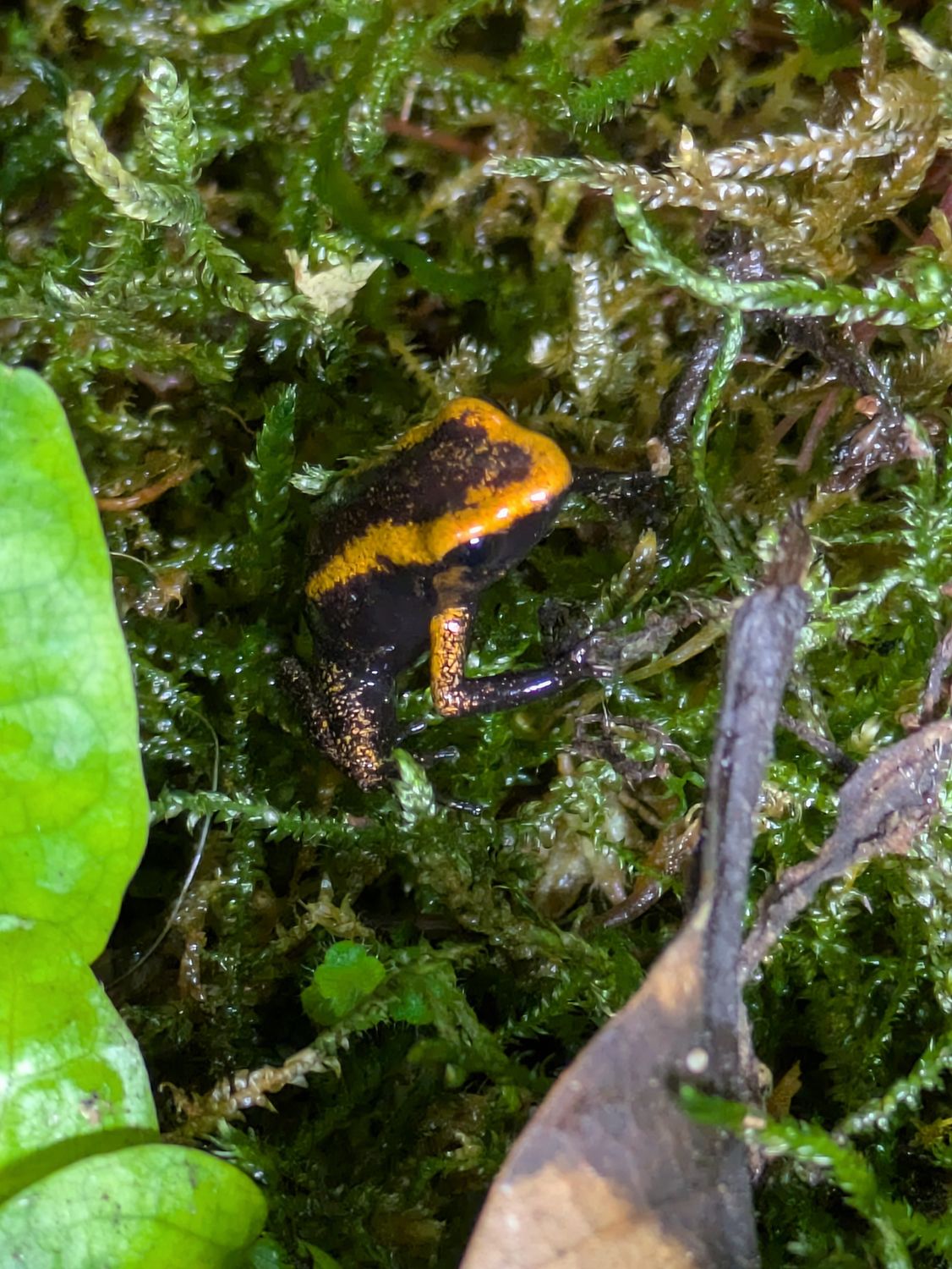 Terribilis Orange