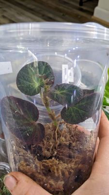 Begonia Manuaus
