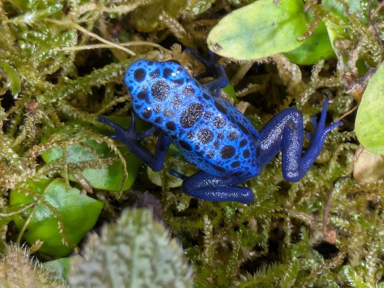 Azureus