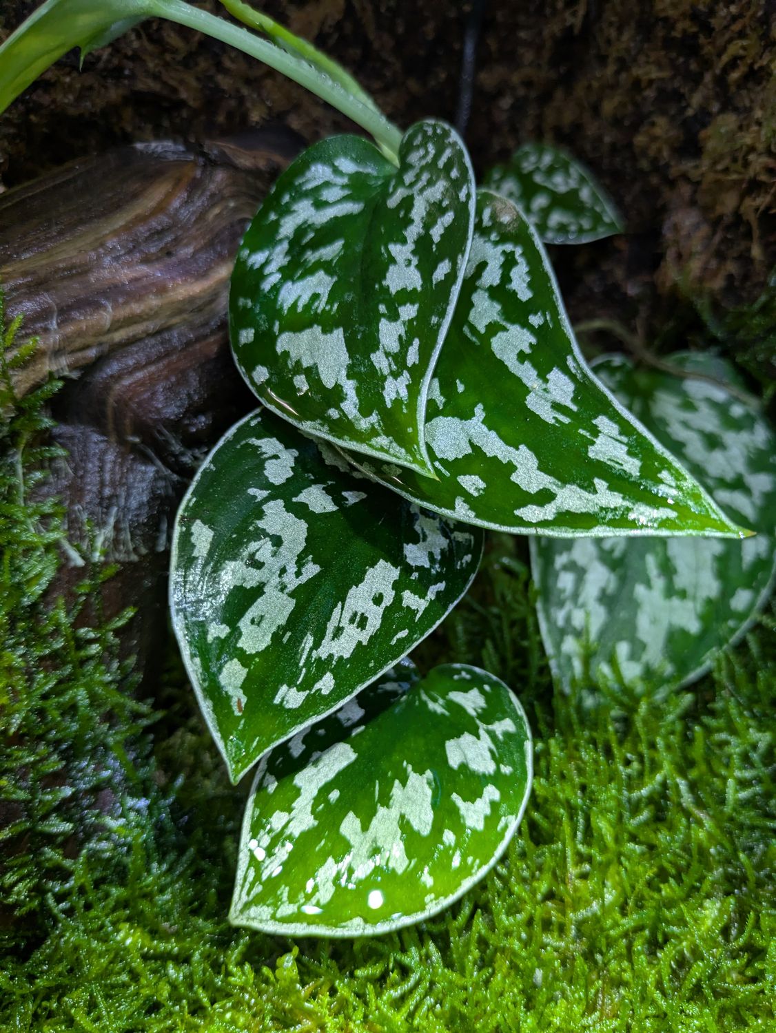 Satin pothos