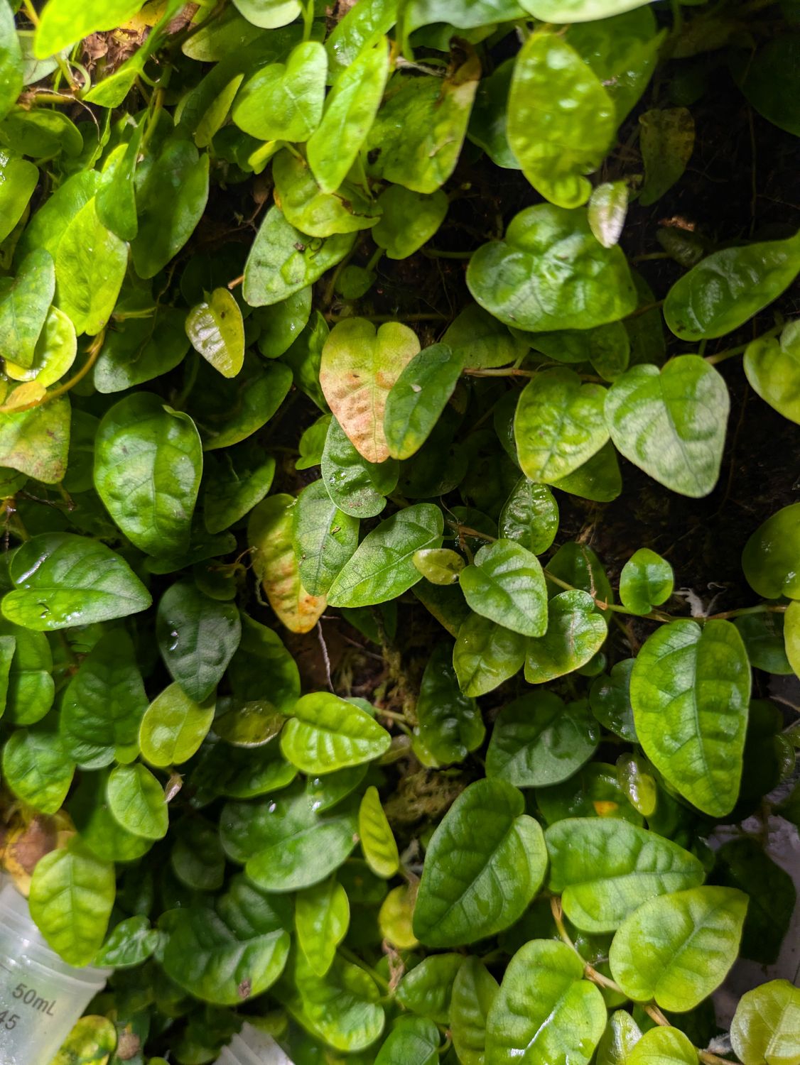Ficus Pumilia