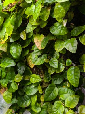 Ficus Pumilia