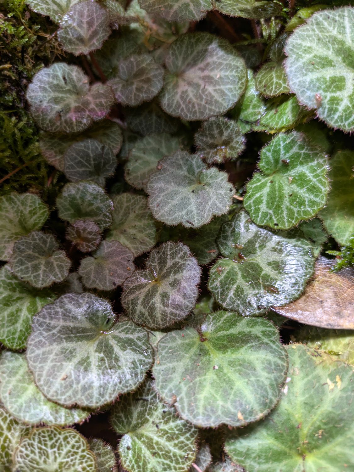 Strawberry begonia