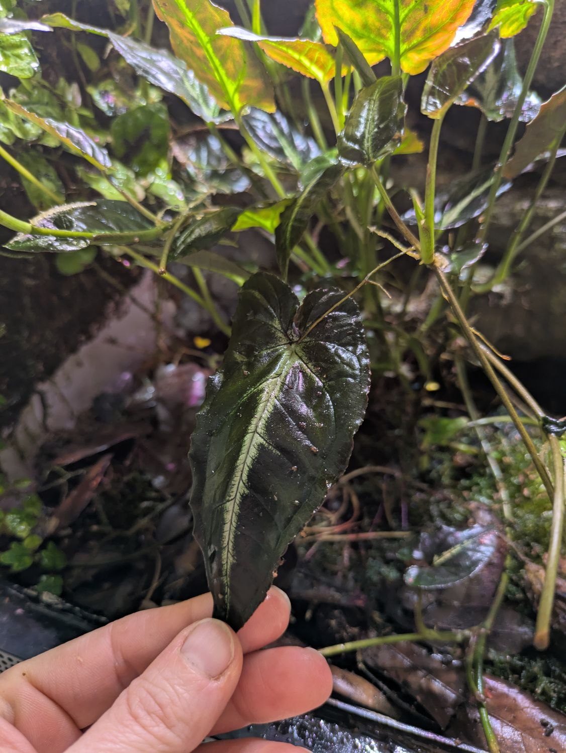 Syngonium Rayii