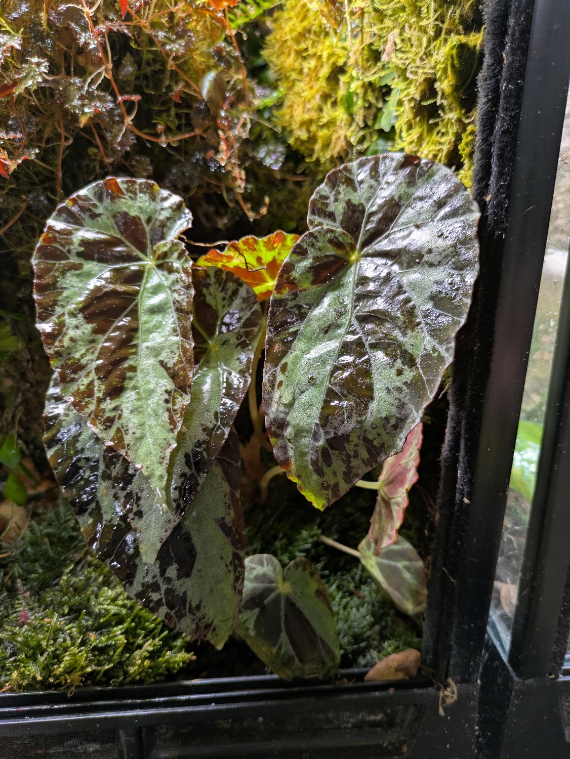 Begonia Burkillii