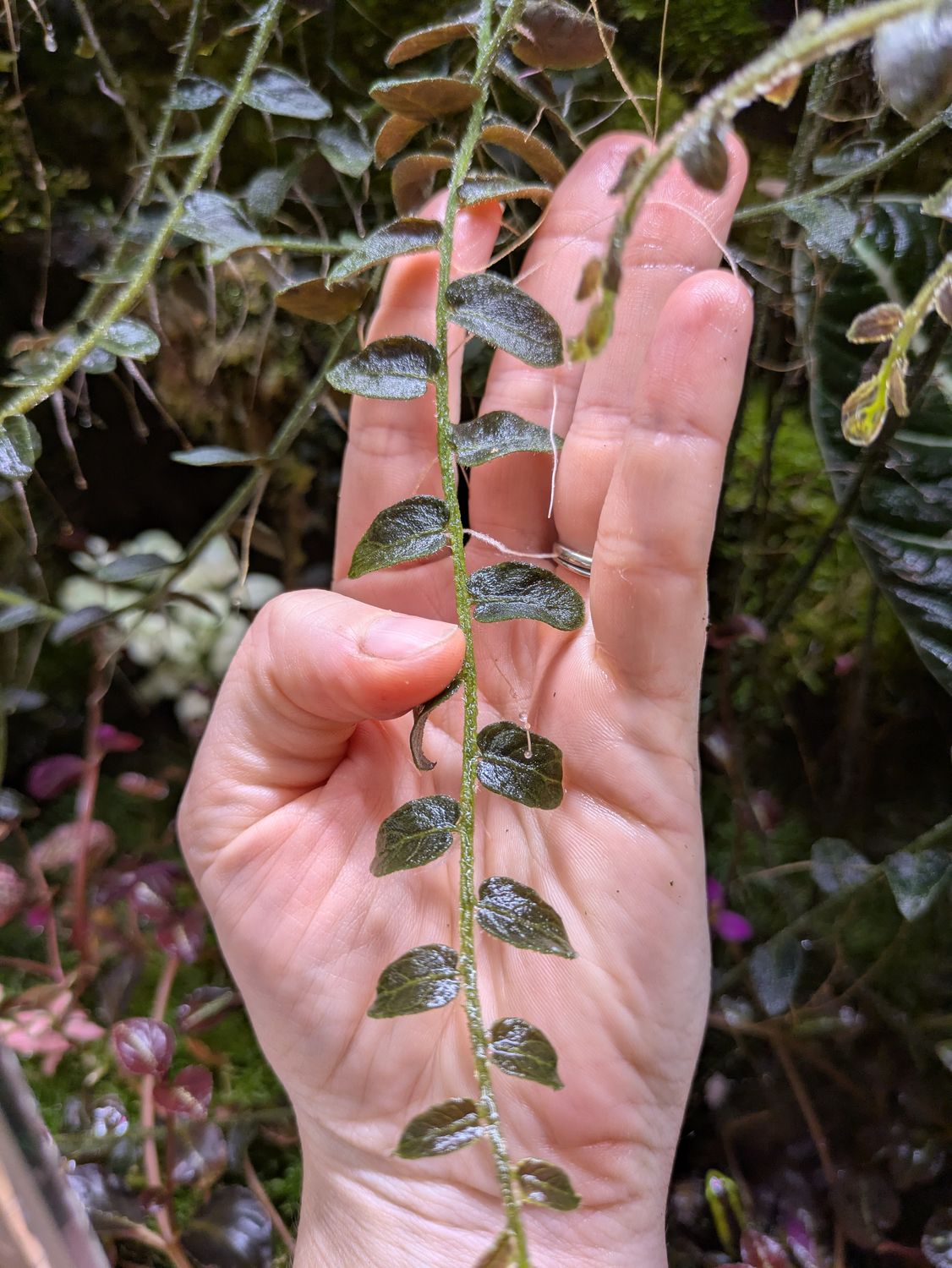 Hairy Monster solunmun plant clipping