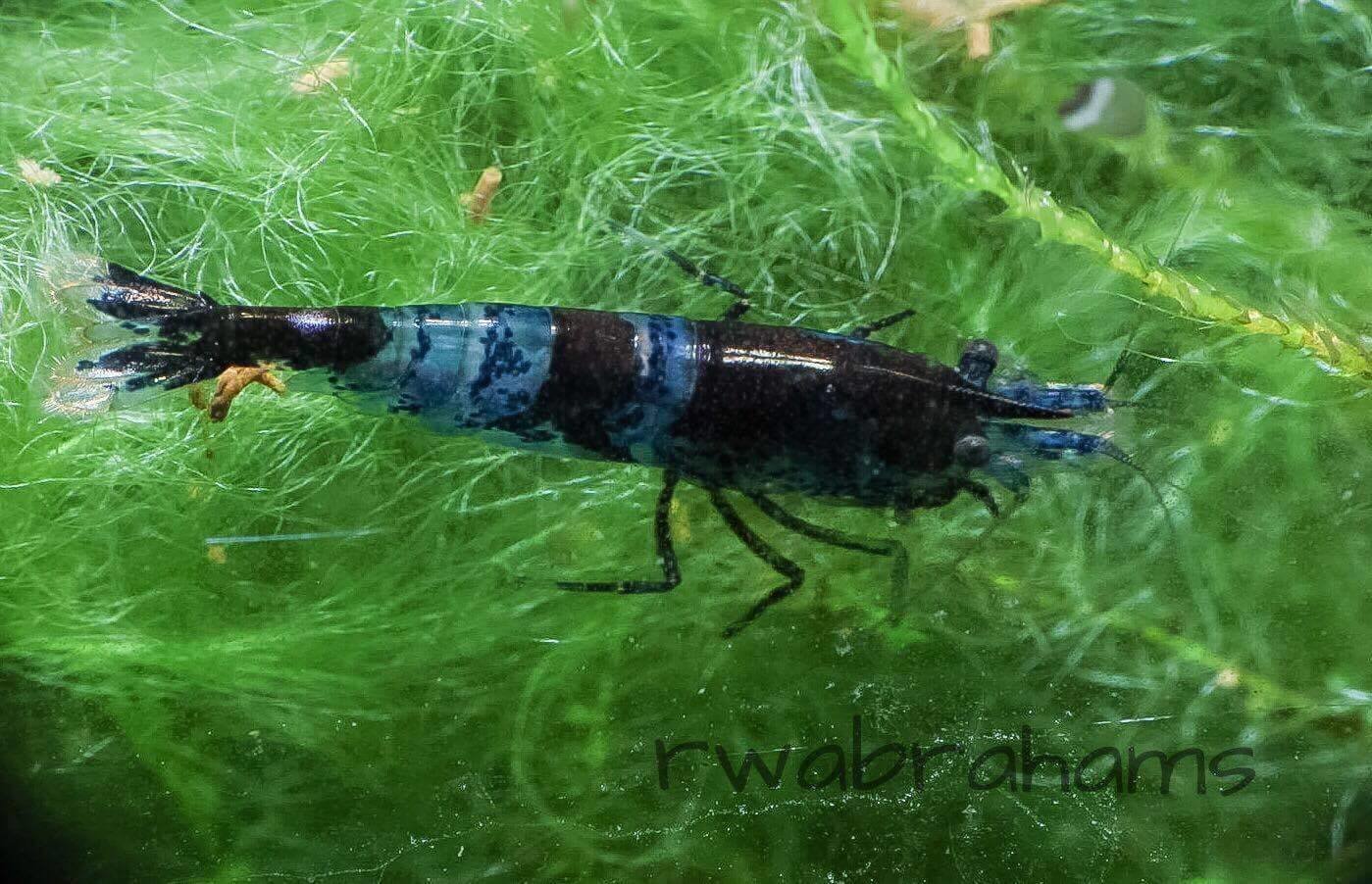 12x Blue Carbon Rili