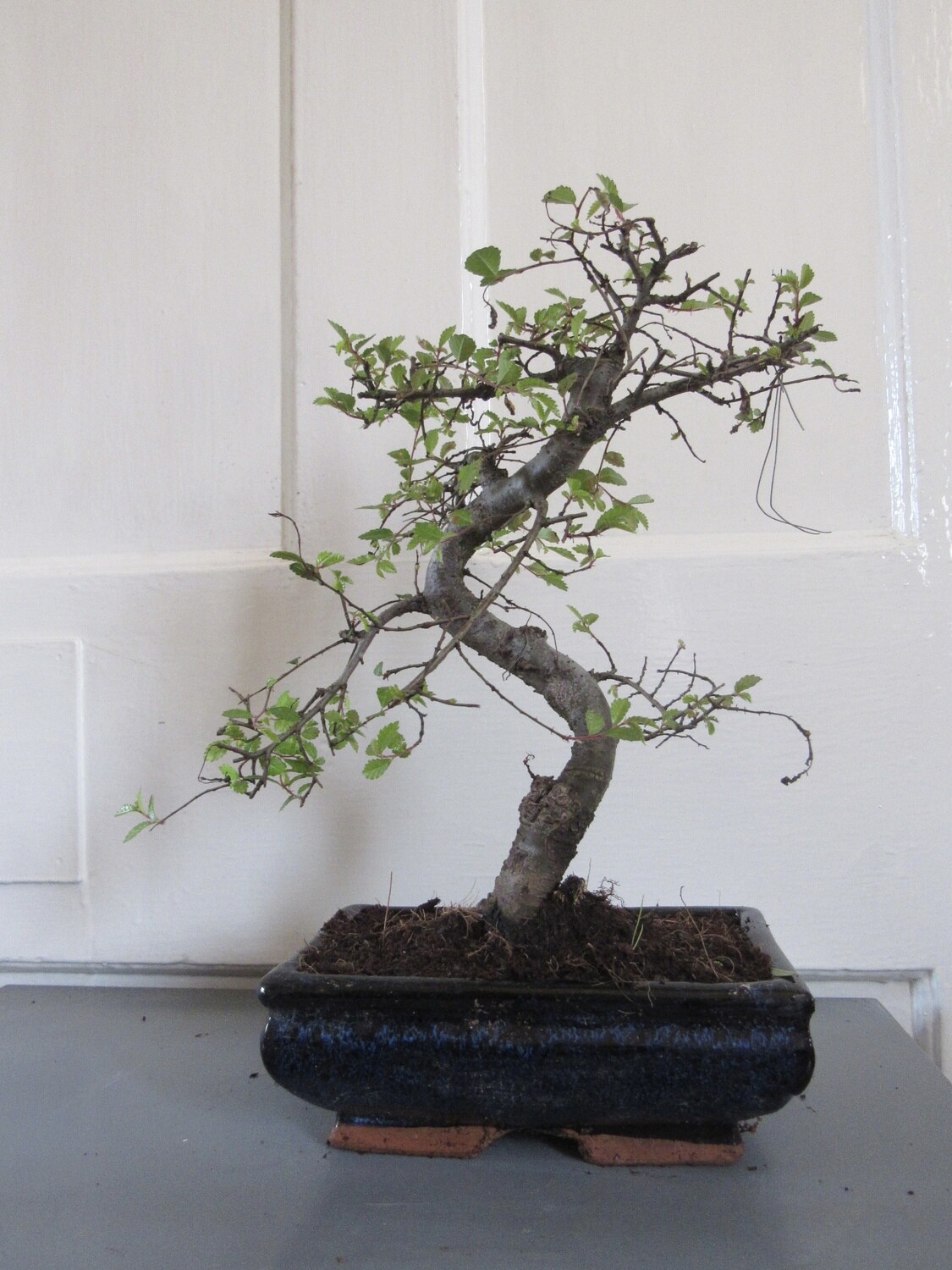Chinese Elm Bonsai Tree