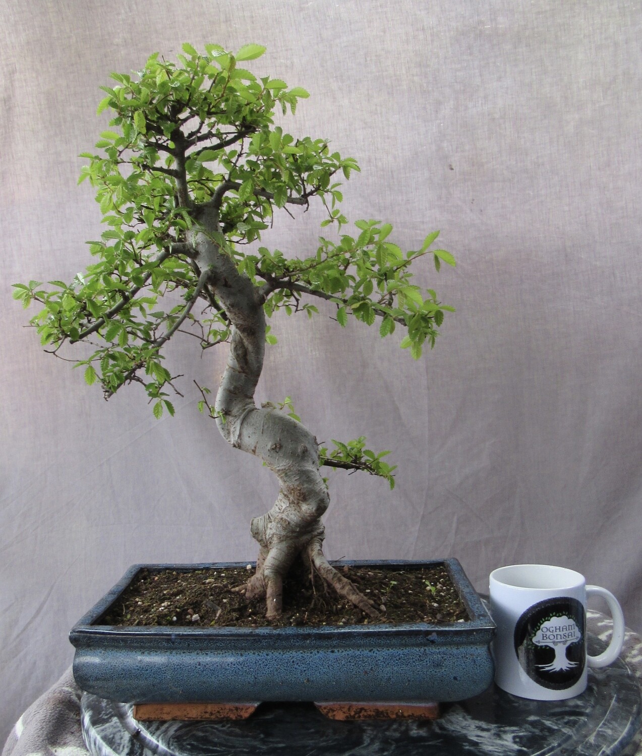 Large Chinese Elm