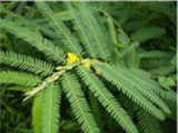 Cassia Nomame Supplements