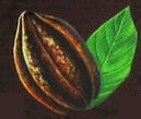 CoCoaWell