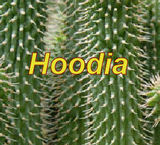 Hoodia