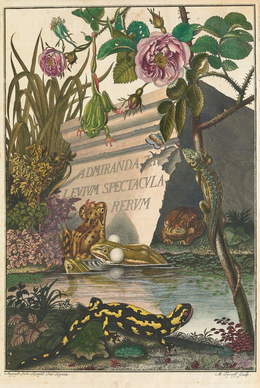 Historiae Amphibiorum 
Herpetology at the Dawn of the 19th Century