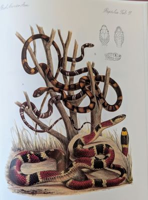 Biologia Centrali-Americana. Reptilia and Batrachia