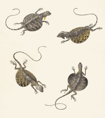 ​Vol. 35. The Dutch Indies Commission and the Herpetological Legacy of Heinrich Boie (1794–1827)