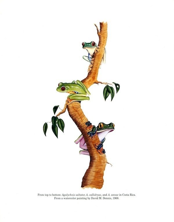 Hylid Frogs of Middle America Plates