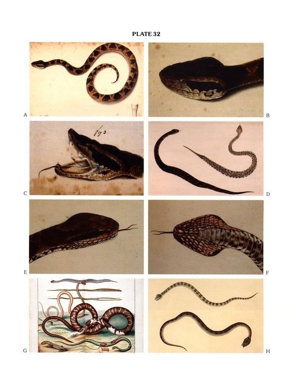 Snakes of the Agkistrodon Complex: A Monographic Review Plates