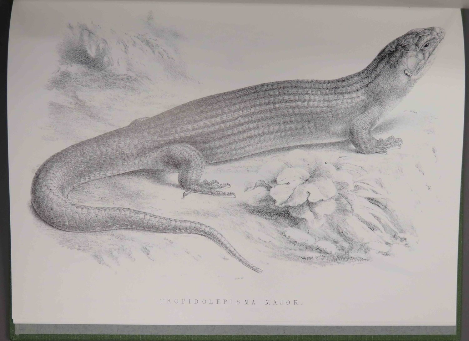 Lizards of Australia and New Zealand Plates