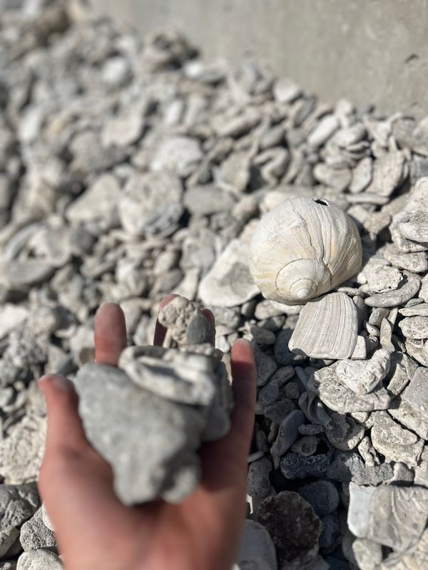 #2 Shellrock-yard