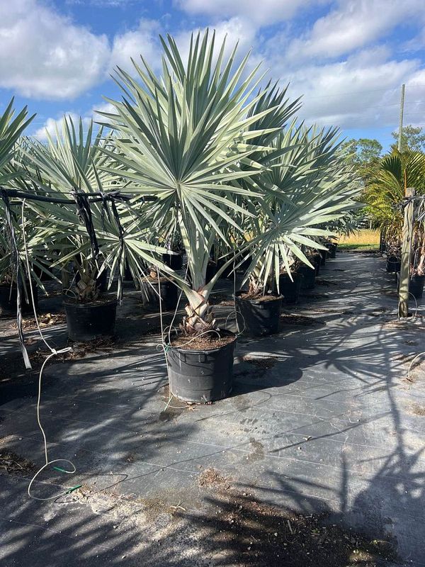 Bismark Palm-30Gallon