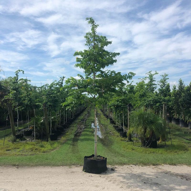 Verwood Tree: 30gallon