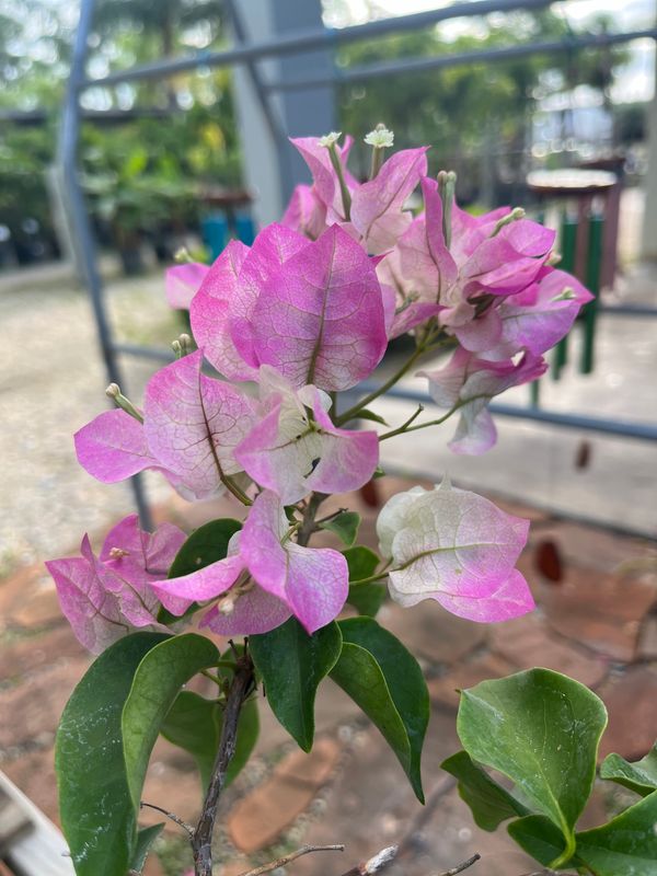 Bougainvillea: Thai Imperial Delight- 3gallon &quot;BUSH&quot;