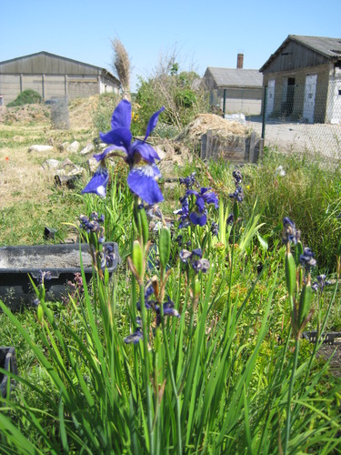 Iris sibirica blau