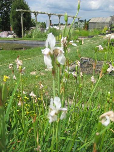 Iris sibirica weiß