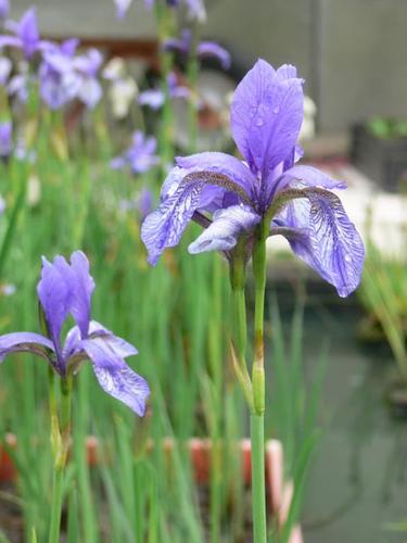 Iris sibirica weiß/blau Eigene Züchtung