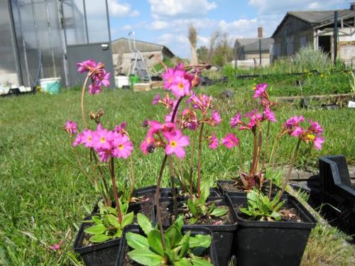 Primula rosea - Rosenprimel