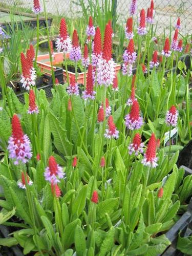 Primula viallii - Orchideenprimel