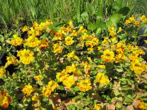 Mimulus t. grandiflorus- Gauklerblume getiegert