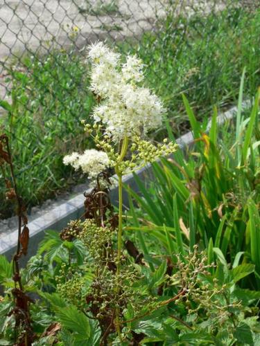 Filipendula ulmaria - Mädesüß
