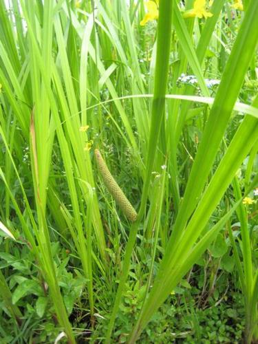Acorus calamus - Kalmus