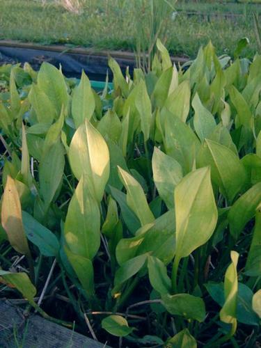 Alisma plantago aquatica- Froschlöffel
