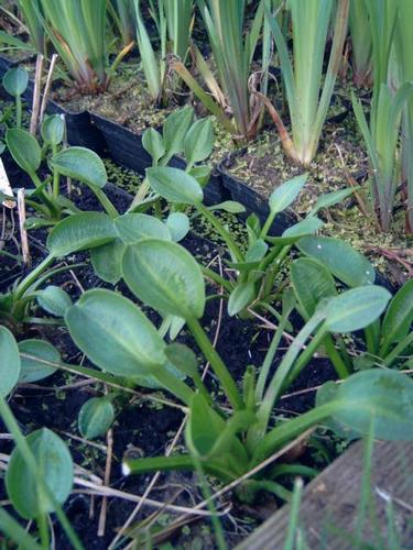 Alisma paviflora - Rosettenfroschlöffel