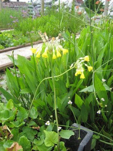 Alisma lanceloata- Lanzettfroschlöffel