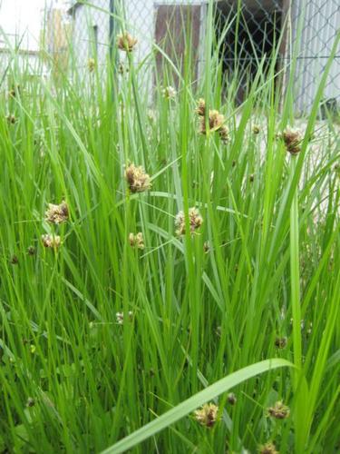 Bolboschoenus maritimus - Strandbinse