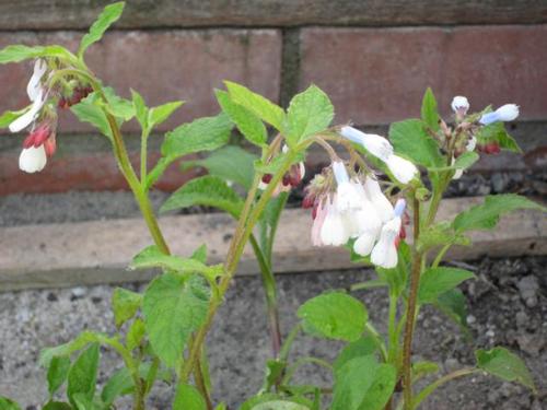 Symphytum officinale - Beinwell