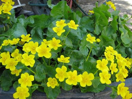 Caltha palustris- Sumpfdotterblume