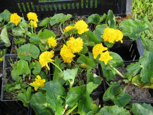 Caltha palustris &quot;Multiplex&quot;- gefüllte Sumpfdotterblume