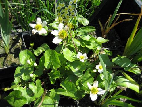 Caltha palustris &quot;Alba&quot;- weiße Sumpfdotterblume