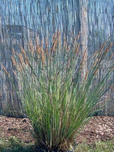 Carex acuta graciles - Zierliche Sumpfsegge