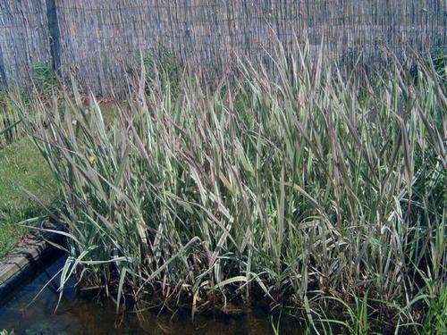Phalaris arundinacea - Rohrglanzgras