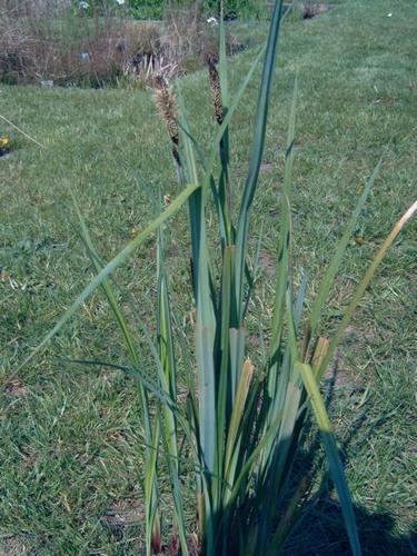 Carex acuta - Blaue Sumpfsegge